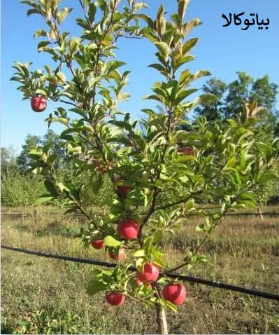 هرس درخت سیب برای افزایش باردهی