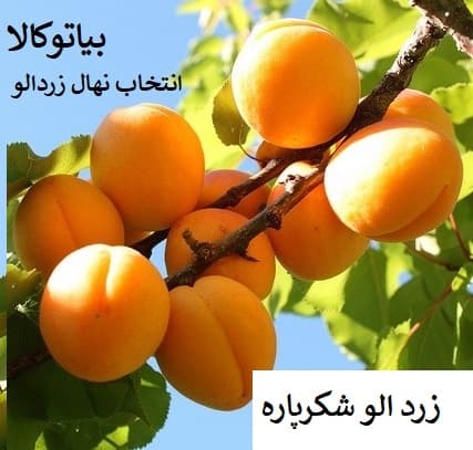 زردالو شکر پاره