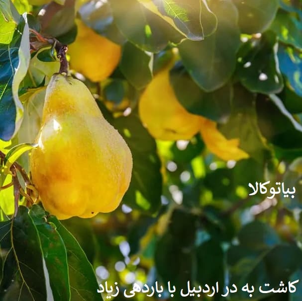 کاتش درخت به در اردبیل