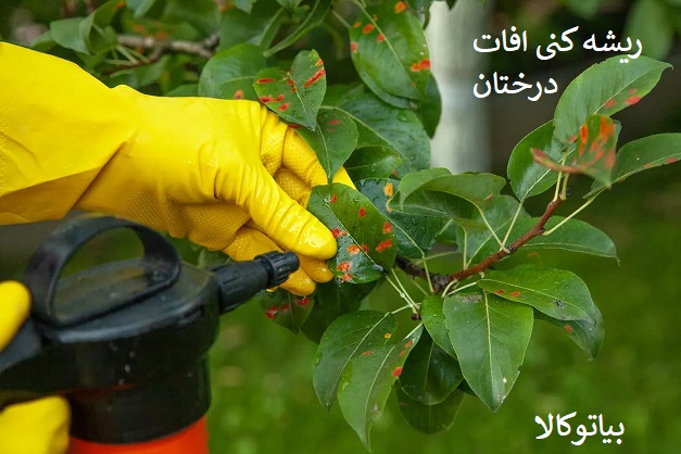 ریشه کنی افات درختان
