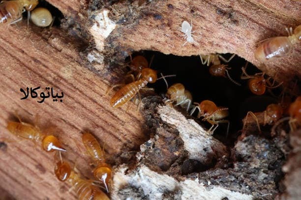 خرید سم المانی برای ریشه کنی موریانه و کلنی