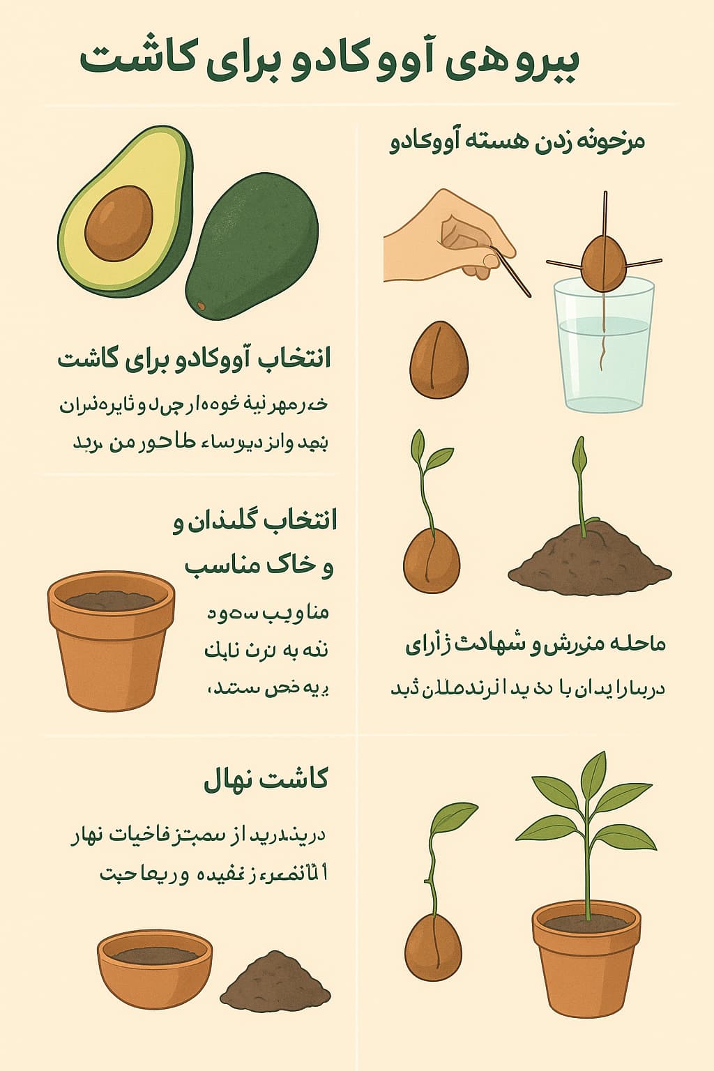 مراحل کاشت اووکادو