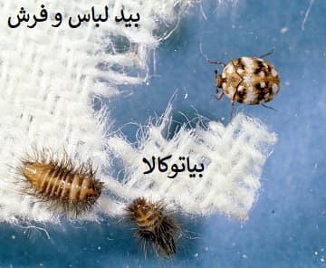 بهترین سم بید پست اکسپرت المانی