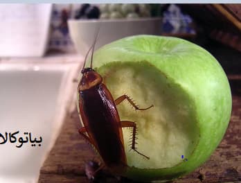 سوسک های المانی و سوسک های امریکایی