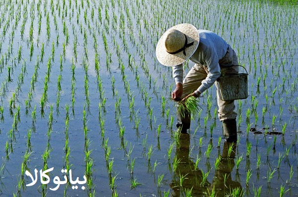 کاشت برنج و نمات برای برذاشت زیاد