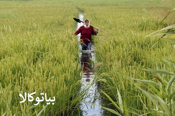 کاشت برنح با باردهی و برداشت زیاد