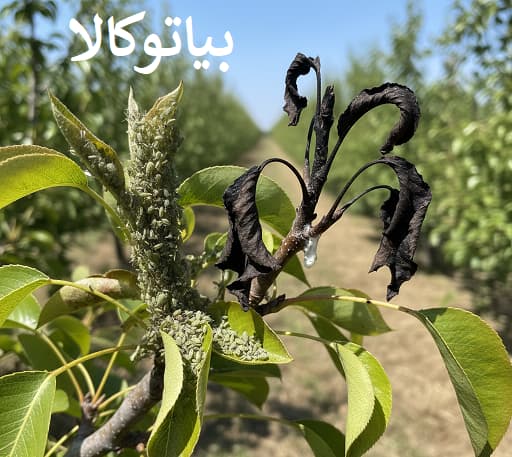 افات درختی آتشک