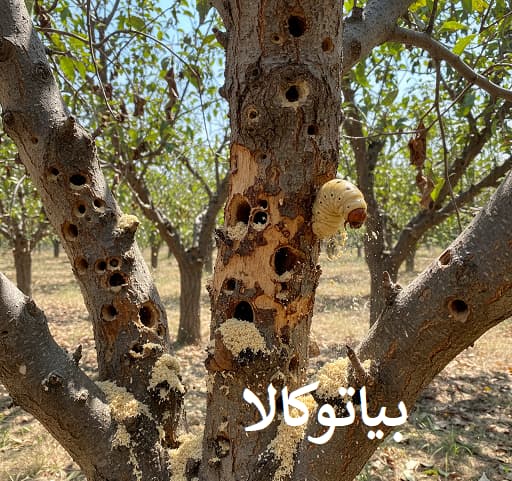 افات کرم خراط