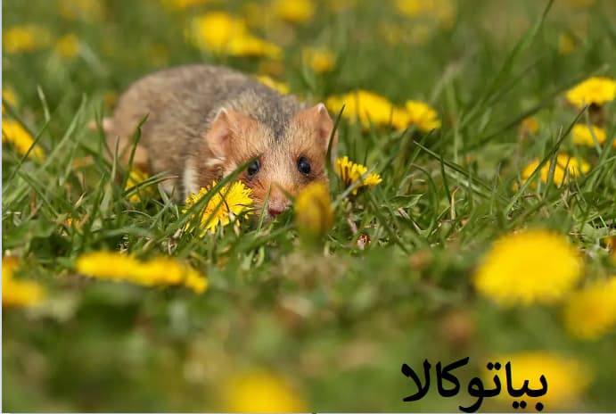طعمه‌گذاری فستربلاکس برای کنترل موش‌های زیرزمینی