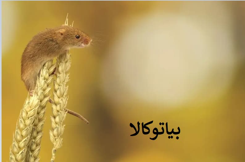 چطور با یک طعمه ساده مزرعه را از موش نجات دادیم؟