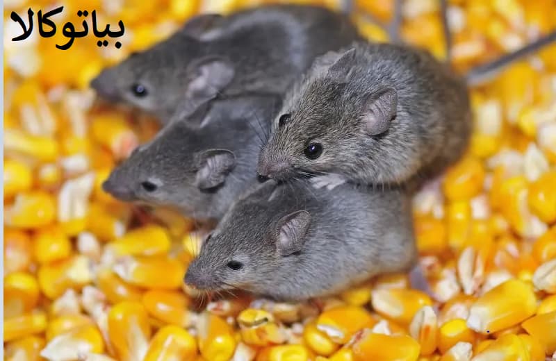 مسیرهای مخفی موش‌ها در خاک مزرعه – عکس واقعی از آلودگی مزرعه‌ای