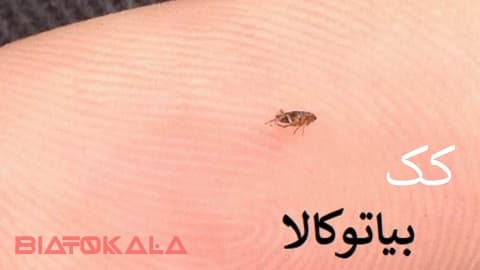 ریشه‌کن کردن ساس، کک و کنه با روش‌های خانگی و حرفه‌ای