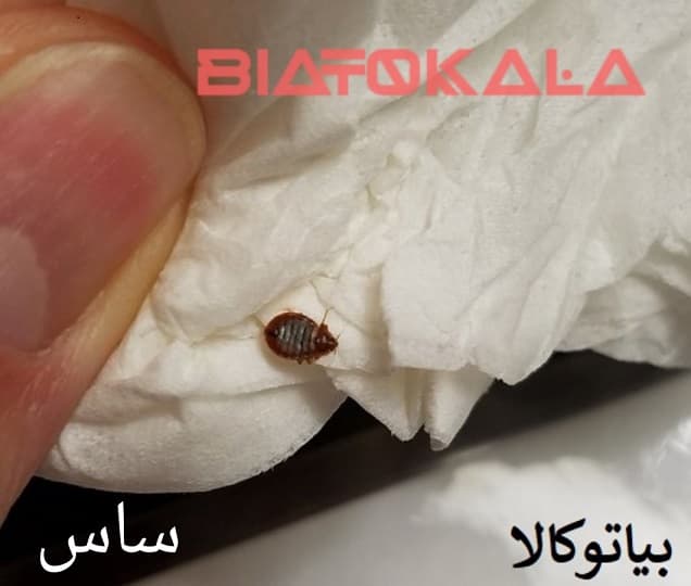 مقابله با حشرات خون‌خوار: کنه، ساس و کک را برای همیشه نابود کنید