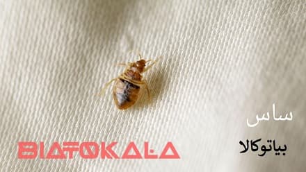 حمله آفات ریز را متوقف کنید! راهکارهایی برای نابودی ساس، کک و کنه