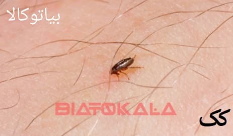 سمپاشی مؤثر و اصولی برای ریشه‌کنی هم‌زمان کک، کنه و ساس