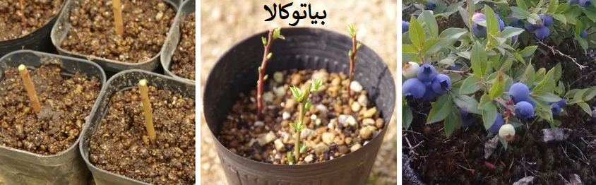 پرورش نهال بلوبری