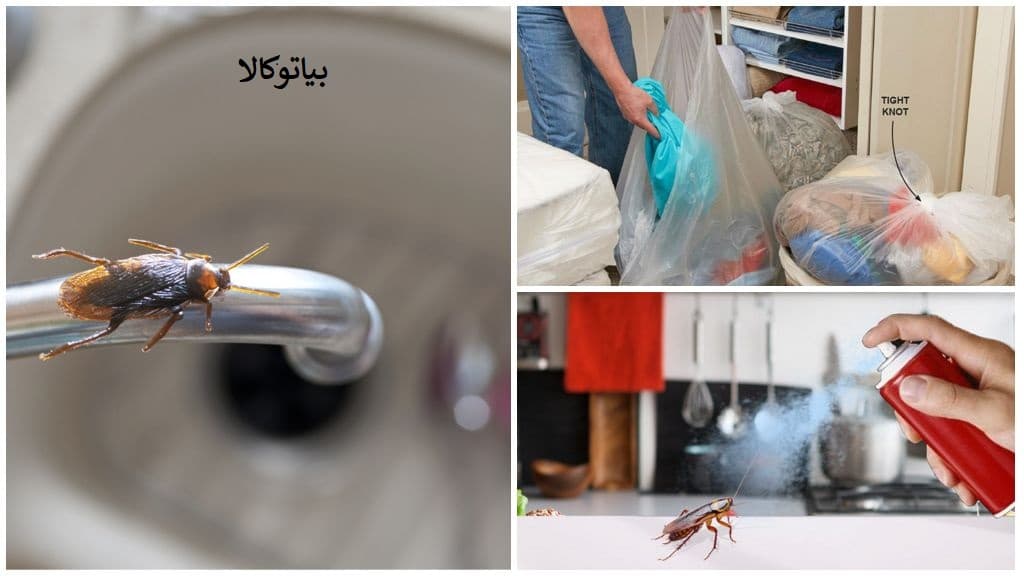 ریشه کنی حشرات داخل خانه 