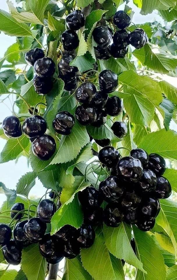 باردهی و گیلاس