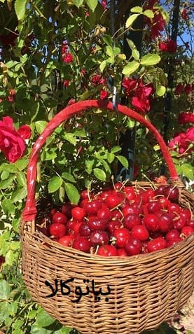 نهال گیلاس و افزایش باردهی