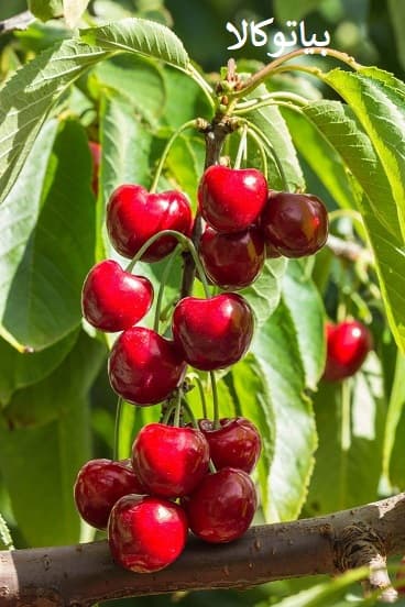 نهال گیلاس 