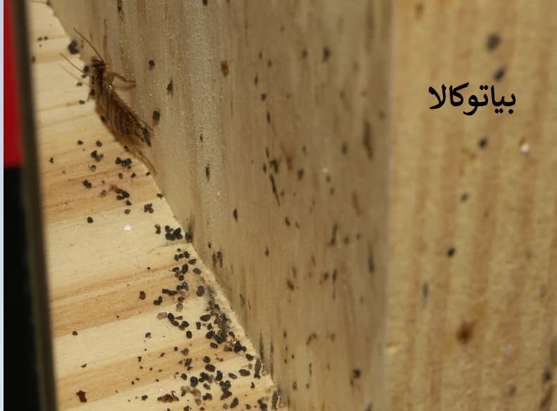 ریشه کنی سوسک در دامداری ها 