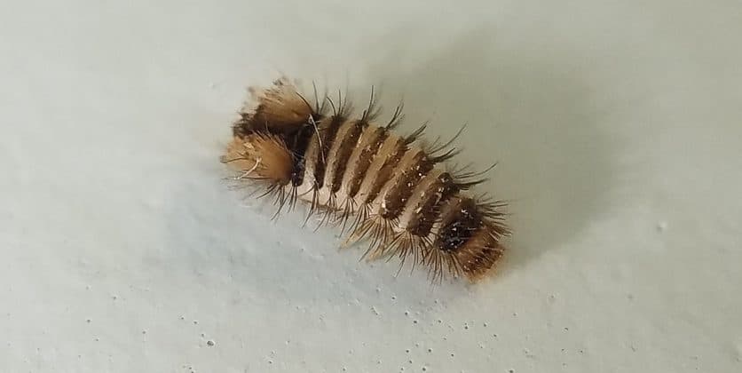 بید فرش/بیاتوکالا