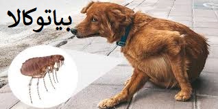 ریشه کنی کک 