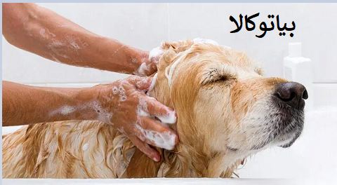 از بین بردن کنه