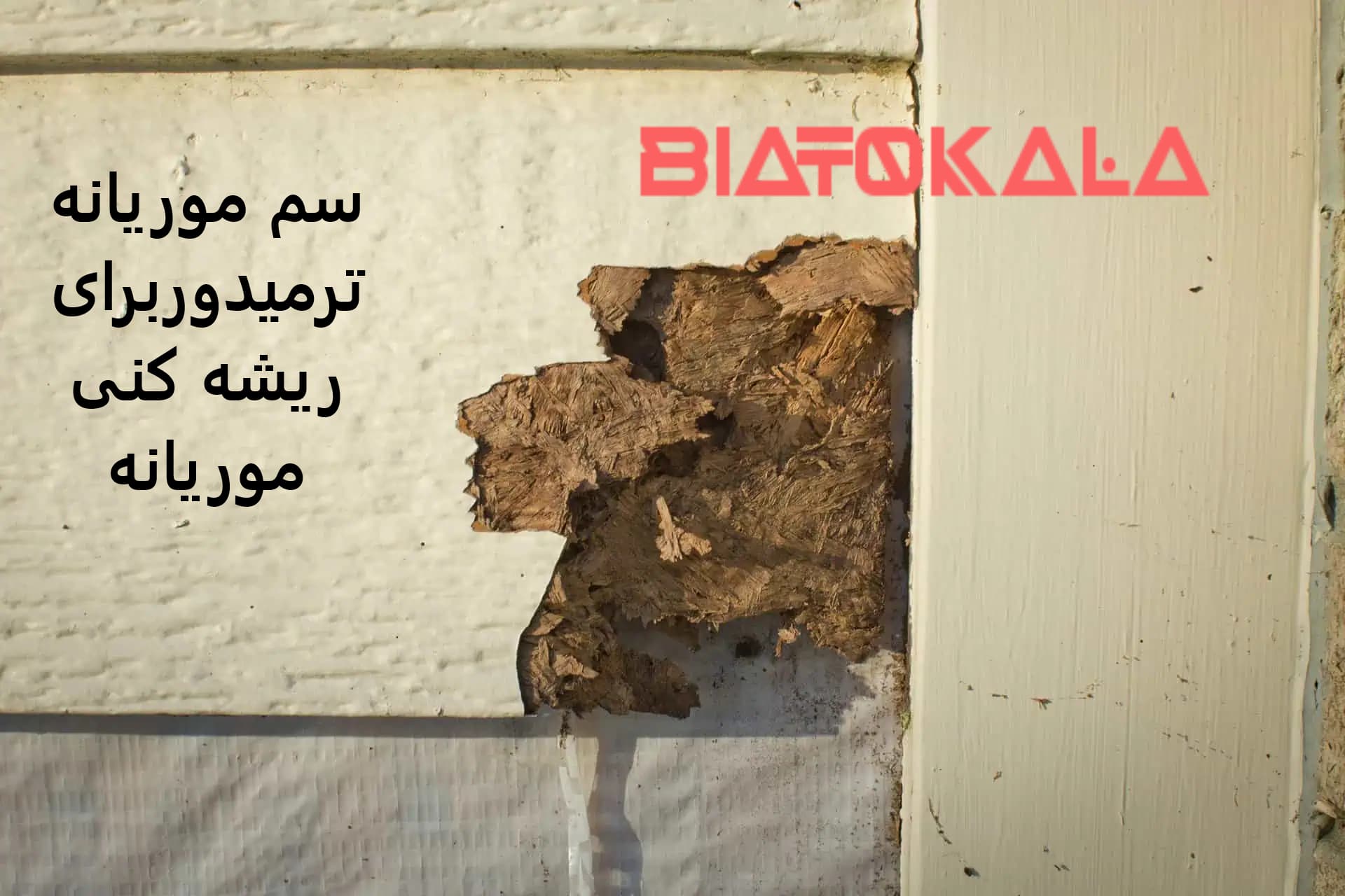 موریانه اصل ترمیدور