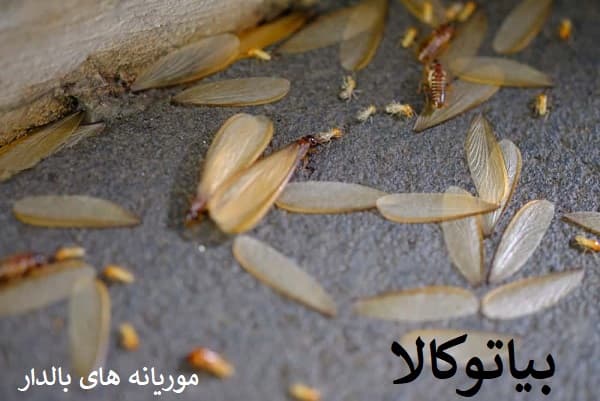 ریشه کنی موریانه های بالدار