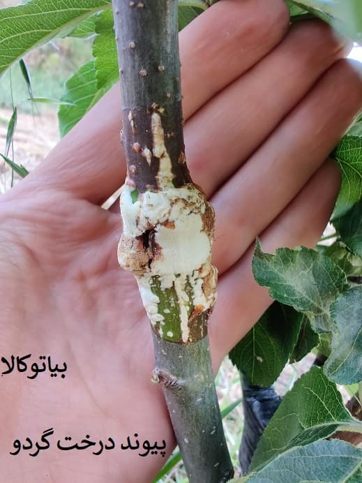 پیوند درخت گردو