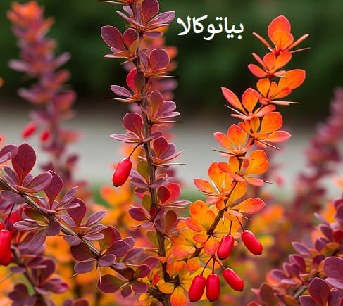 کشات زرشک در اصفهان 