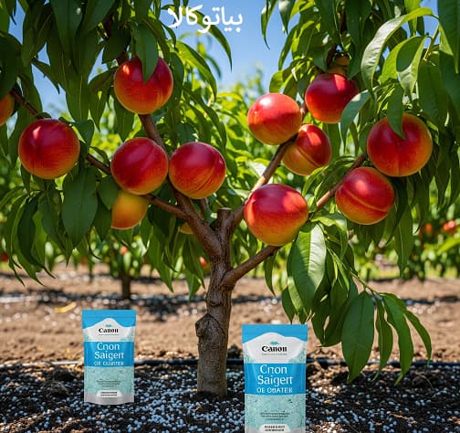 کود 20/20/20 برای شلیل