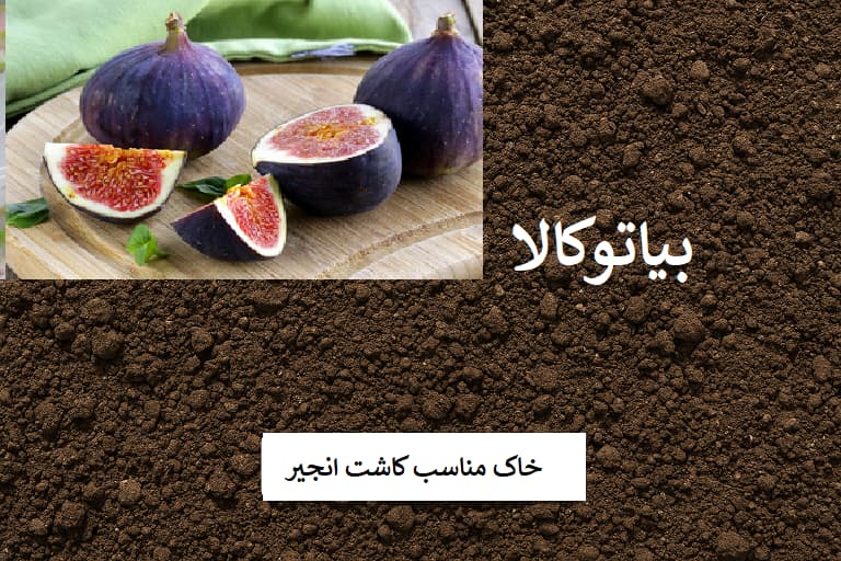 بهترین خاک مناسب برای کاشت انجیر
