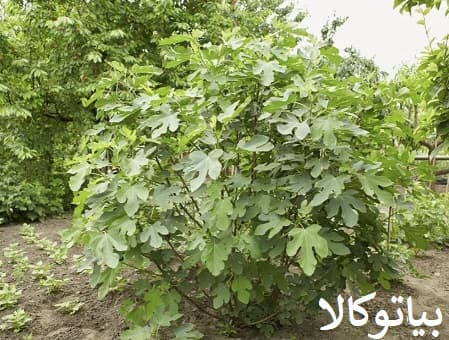 هرس انواع نژاد های انجیر