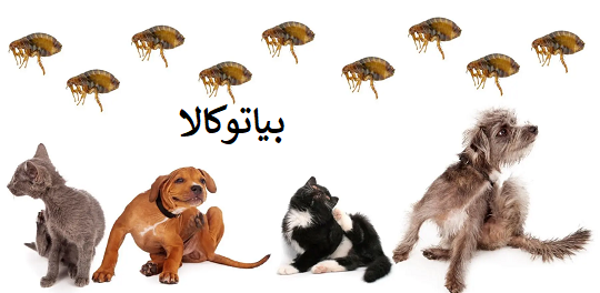 از بین بردن کک از بدن حیوانات 