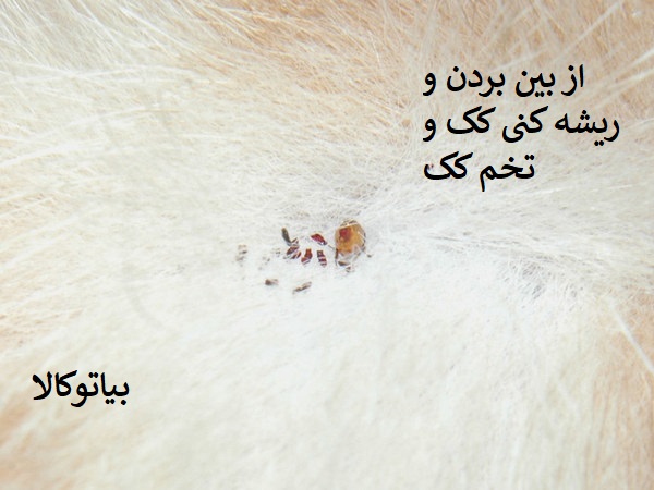 ریشه کنی کک از حیوانات و انسان ها