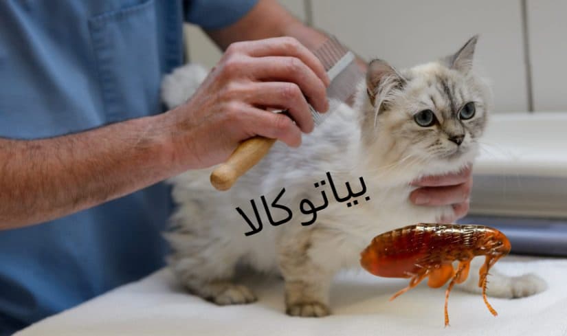 از بین بردن کک و حشرات حیوانات