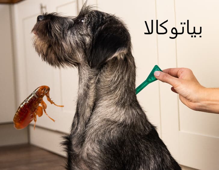 ریشه کنی کک از بدن حیوانات