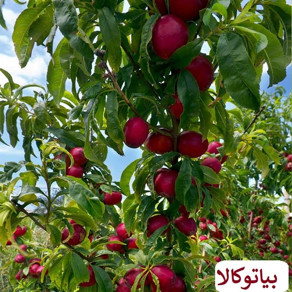 انتخاب بهترین شلیل