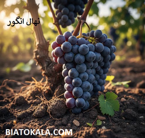 کاشت نهال انگور در نهال انگور