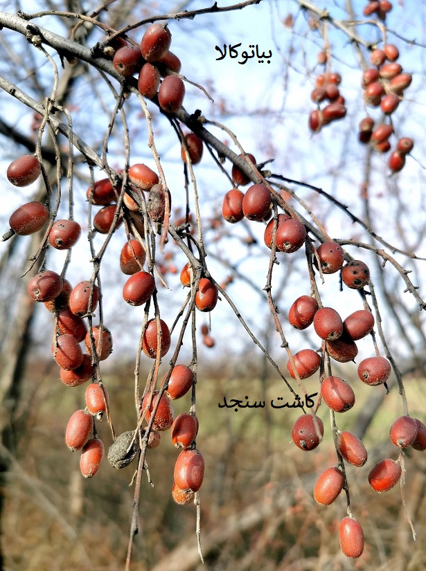 کاشت سنجد در قم 