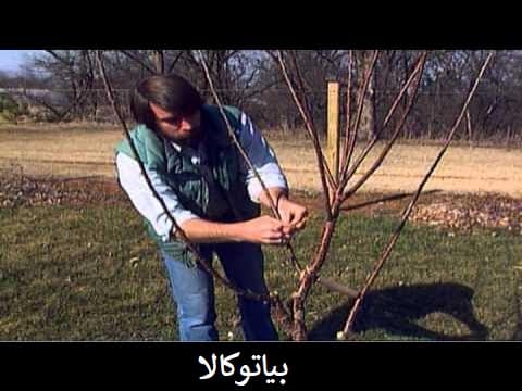 نکات هرس شلیل 