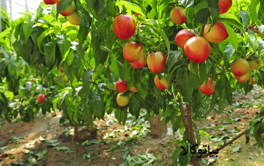 هرس شلیل برای باردهی بیضشتر