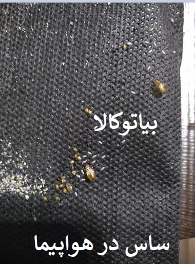 ریشه کنی ساس در هواپیما