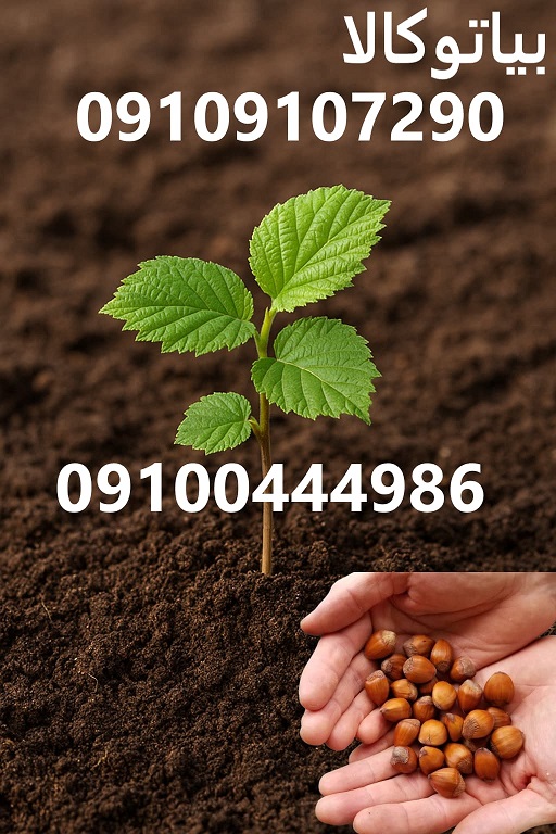 خاک مناسب برای کاشت فندوق