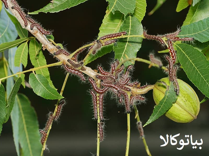 ریشه کنی کرم خراط