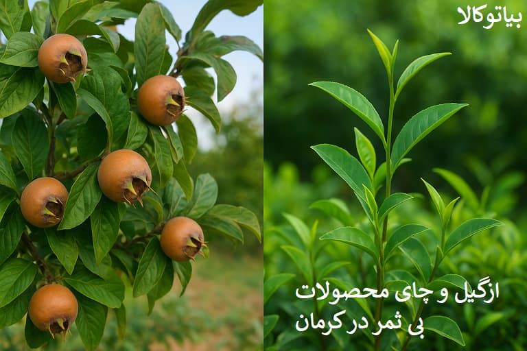 راهنمای درختان غیرقابل کاشت در کرمان