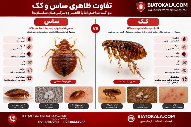 شکل ظاری ساس