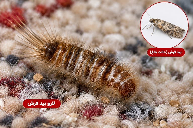 سم بید پست اکسپرت